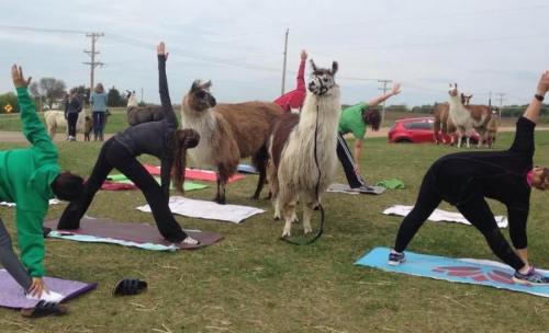 A group of people practicing yoga outdoors with llamas among them, stretching in various poses on colorful mats.