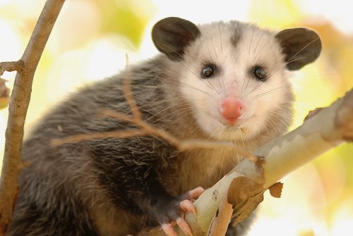 A close-up of an opossum perched on a branch, with soft fur and large, expressive eyes.