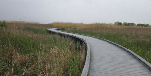 A winding wooden boardwalk through tall grass and reeds under a cloudy sky.