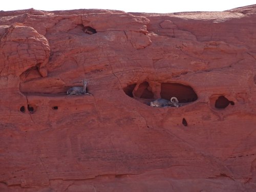 Two bighorn sheep resting on a red rock formation with natural holes and crevices.
