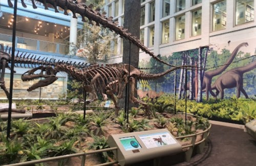 Dinosaur skeletons displayed in a museum with a lush, green mural in the background.