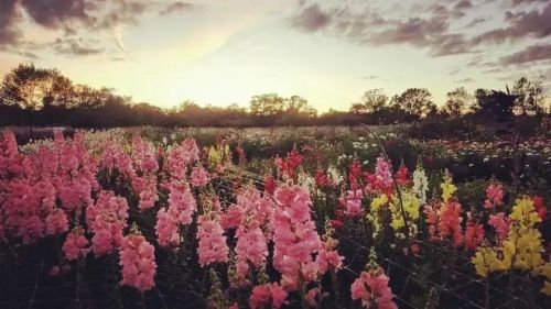 A vibrant field of colorful flowers under a sunset sky, with soft clouds and trees in the background.