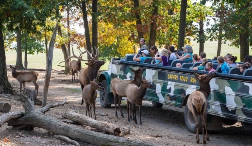 A safari tour bus with passengers surrounded by elk in a wooded area, with trees and fallen logs nearby.