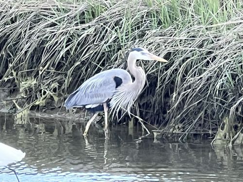 A great blue heron wades through shallow water beside tall grass.