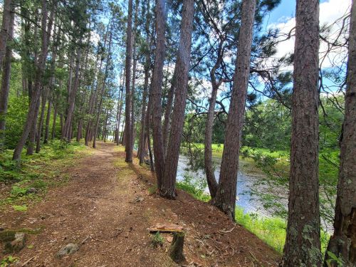 A serene forest path lined with tall trees, leading to a calm river under a blue sky with scattered clouds.