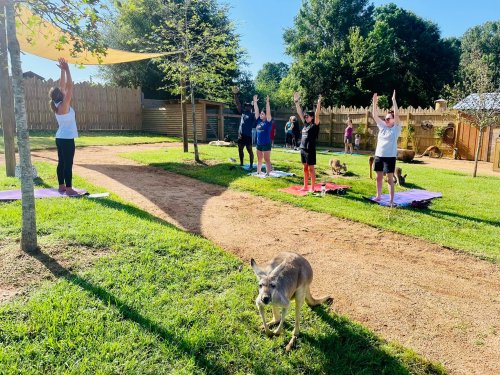 A group of people practicing yoga outdoors, with a kangaroo walking nearby in a sunny park setting.