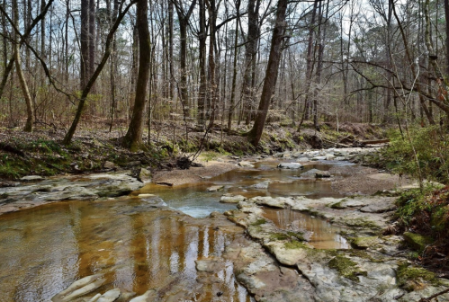 A serene forest scene featuring a calm stream flowing over rocky beds, surrounded by tall trees and greenery.