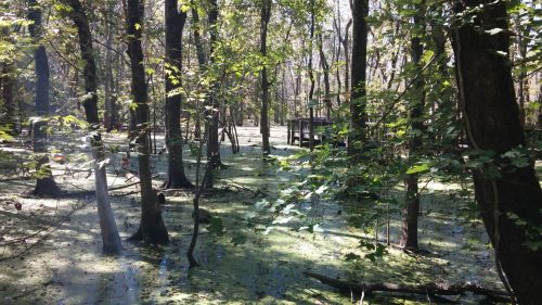 A serene swamp scene with trees, green water covered in algae, and a wooden platform in the background.