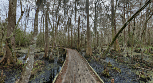 A wooden boardwalk winds through a lush, swampy forest with tall trees and moss-covered ground.