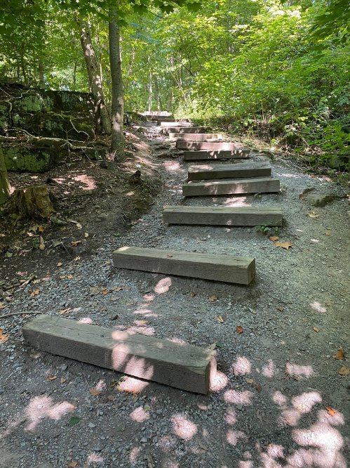 A forest path with wooden steps leading up through lush greenery and dappled sunlight.