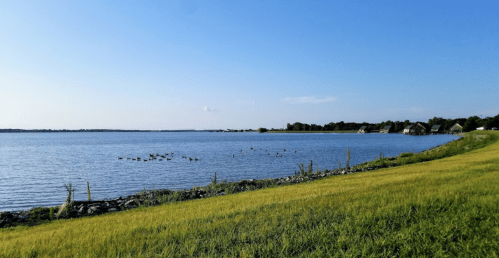 A serene lakeside view with green grass, scattered ducks on the water, and distant houses under a clear blue sky.
