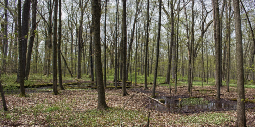 A serene forest scene with tall, bare trees, green undergrowth, and a small pond surrounded by fallen leaves.