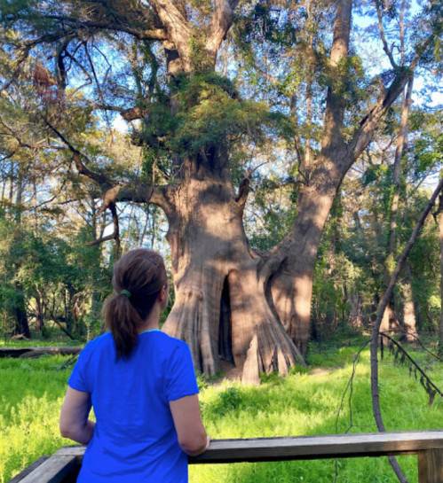 A person stands on a wooden platform, gazing at a large tree in a lush, green forest.