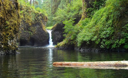 A serene forest scene featuring a small waterfall cascading into a calm, reflective pool surrounded by lush greenery.