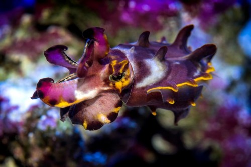 A colorful cuttlefish with vibrant purple and yellow patterns swimming among coral in a clear ocean.