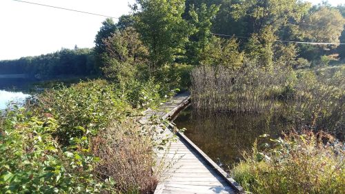 A wooden boardwalk leads through lush greenery beside a calm lake under a clear blue sky.