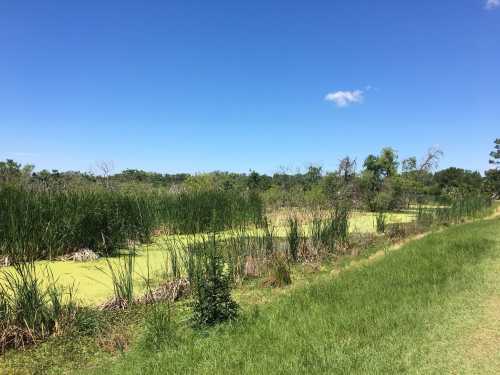 Lush green wetlands with tall grasses and algae-covered water under a clear blue sky.