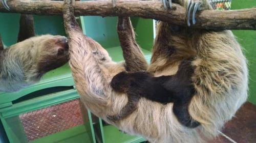 A sloth hangs from a branch, with a baby sloth clinging to its back in a vibrant green enclosure.