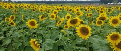 A vibrant field of sunflowers in full bloom, stretching towards the horizon under a clear sky.
