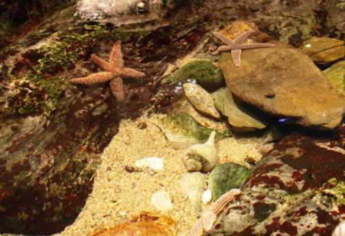 Two starfish on a rocky seabed surrounded by various shells and stones in shallow water.