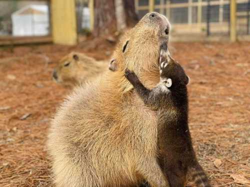 A capybara and a coati share a sweet moment, with the coati hugging the capybara in a natural setting.