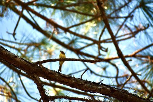 A small bird perched on a branch among pine tree needles against a blue sky.