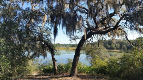 A serene view of a lake framed by trees draped in Spanish moss, surrounded by lush greenery under a clear blue sky.