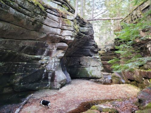 A rocky canyon with layered stone walls and a small dog on the ground, surrounded by trees and fallen leaves.