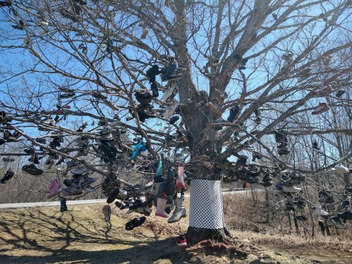 A bare tree adorned with various shoes hanging from its branches against a clear blue sky.