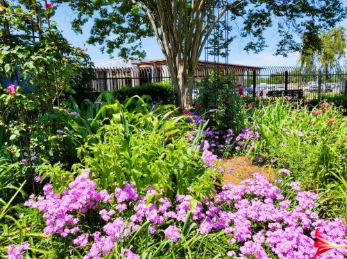 A vibrant garden filled with pink flowers, lush greenery, and a clear blue sky in the background.