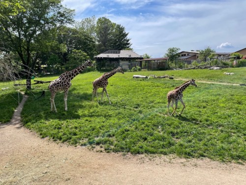 Three giraffes walking across a grassy area with trees and buildings in the background.