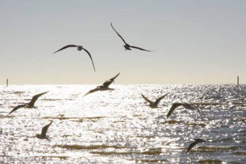 A flock of birds flying over a shimmering ocean at sunset, with gentle waves reflecting the light.
