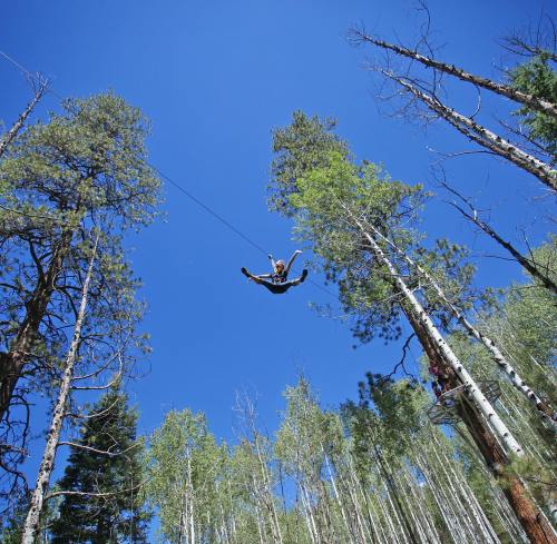 A person zip-lining through tall trees against a clear blue sky.