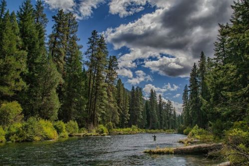A serene river scene surrounded by tall trees and a cloudy blue sky, with a person fishing in the water.