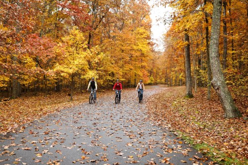 Three cyclists ride on a leaf-covered path surrounded by vibrant autumn trees.