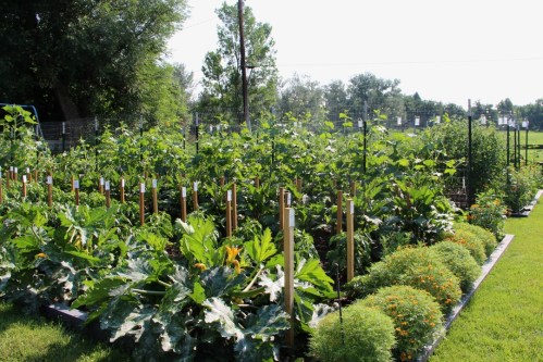 A lush vegetable garden with rows of plants, including zucchini, surrounded by greenery and wooden stakes.
