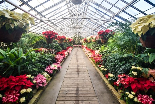 A vibrant greenhouse filled with colorful poinsettias and lush greenery along a wooden pathway.