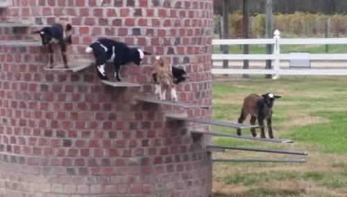 Five goats climbing a spiral staircase on a brick structure in a grassy area.