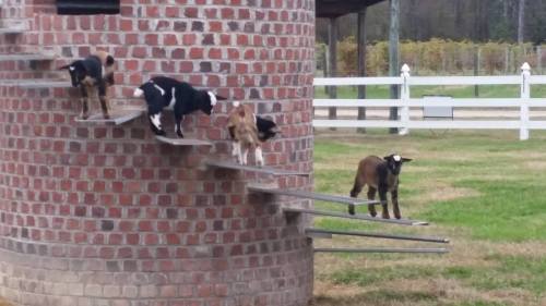 A group of goats climbing a wooden ramp on a brick structure in a grassy area.
