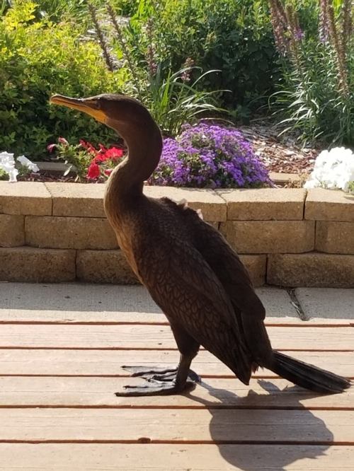 A cormorant stands on a wooden deck, surrounded by colorful flowers and greenery in the background.