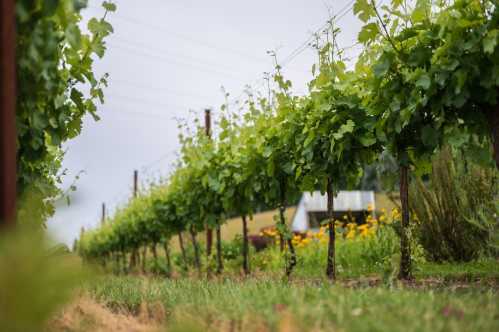 A row of lush green grapevines stretches along a vineyard, with a cloudy sky in the background.