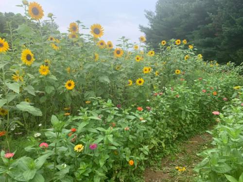 A vibrant field of sunflowers and colorful wildflowers under a cloudy sky, surrounded by lush greenery.