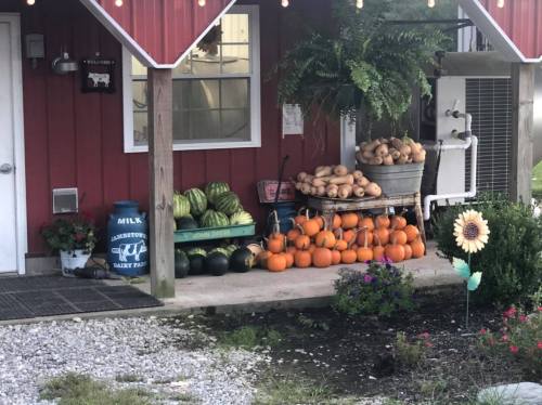 A rustic farm stand with pumpkins, watermelons, and squash displayed outside a red building, surrounded by greenery.