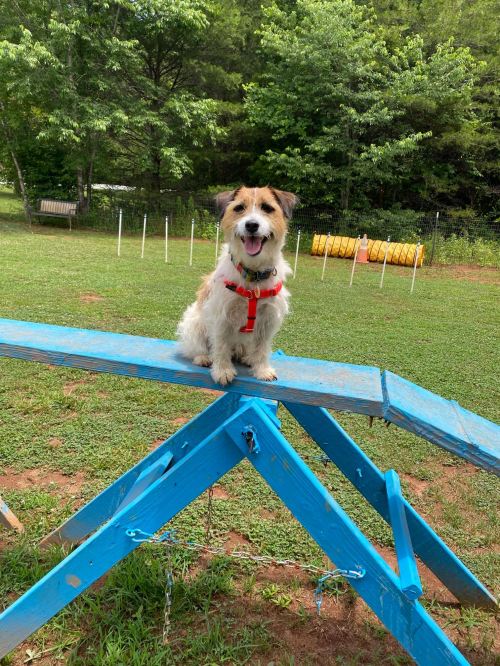 A happy dog sits on a blue agility ramp in a grassy area, surrounded by trees and agility equipment.