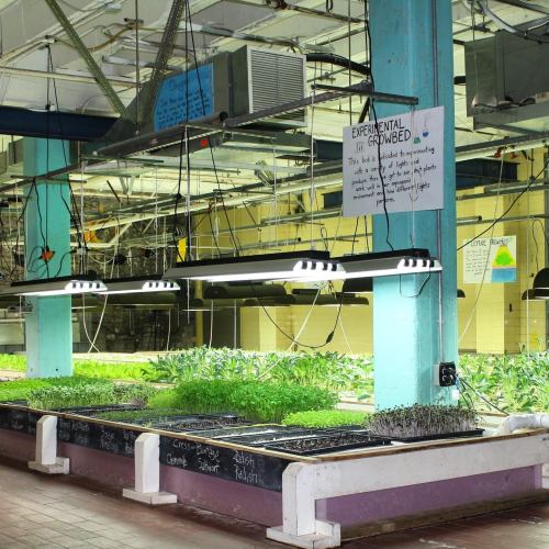 Indoor garden with grow lights and various seedlings labeled on a table, showcasing an experimental growing setup.