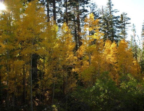 A vibrant forest scene with tall trees displaying bright yellow autumn leaves against a backdrop of green foliage.
