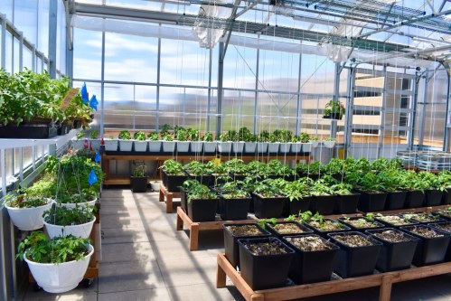 A bright greenhouse filled with various plants in pots, arranged on wooden benches under clear glass panels.
