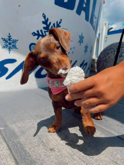 A small brown dachshund puppy enjoys a scoop of ice cream held by a person's hand.