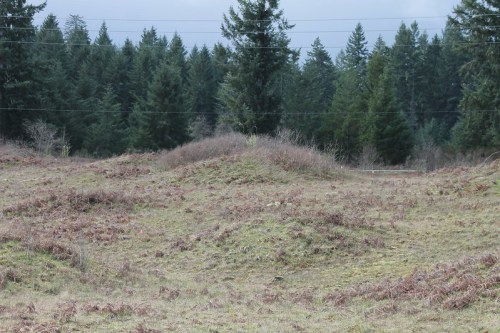 A grassy field with low mounds and sparse vegetation, surrounded by tall evergreen trees under a cloudy sky.