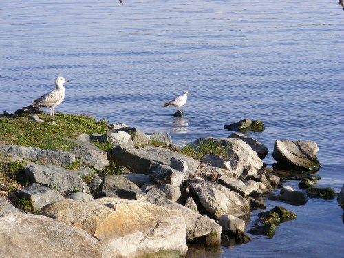 Two seagulls stand on rocks by a calm body of water, with grass and stones visible along the shoreline.